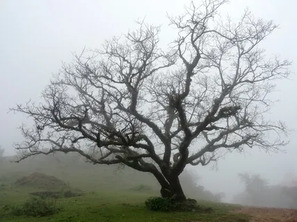 Tree Calling Me, A Healing Music Elixir