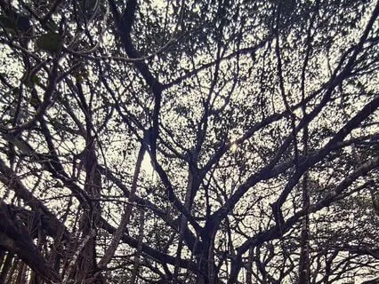 Tree Energy Connection