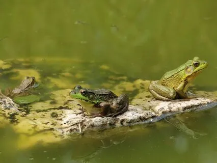 Tree Frogs In The Rain