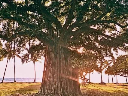 Tree Grounding For Balance, Stability, And Inner Strength