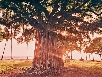 Tree Grounding For Inner Strength And Emotional Balance