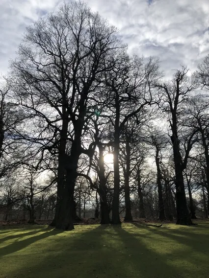 Tree Grounding Practice For Support & Stability