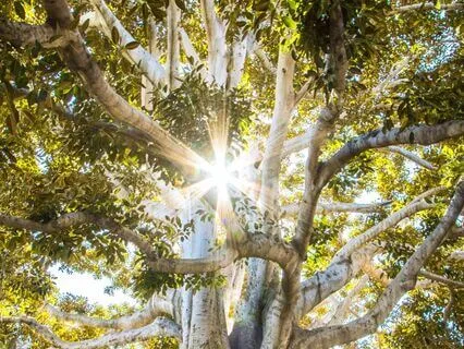 Tree Heart Shamanic Journey Meditation