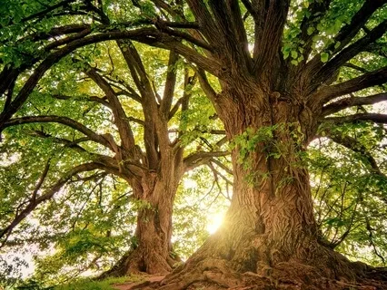 Tree Honoring Meditation For Group Ceremony Or Individual
