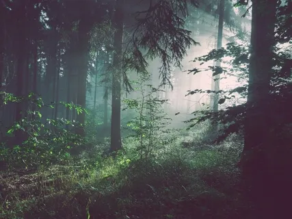 Tree House Yoga Nidra 