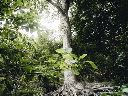 Tree Meditation