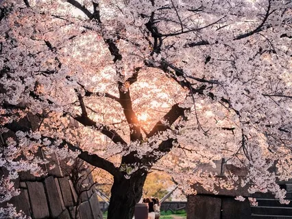 Tree Meditation For Presence & Stillness
