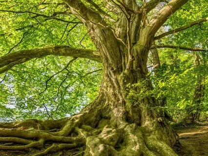 Tree Meditation: Connect With Nature's Energy
