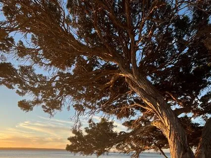 Tree Meditation (Finding Your Inner Strength)