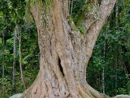 Tree Meditation For Self Confidence & Growth