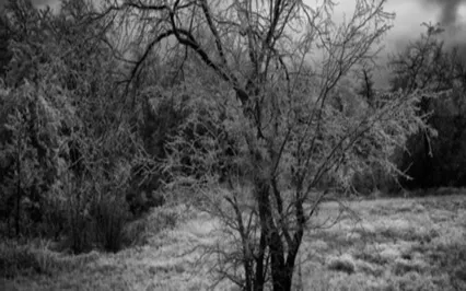 Tree Meditation With Pranayama 