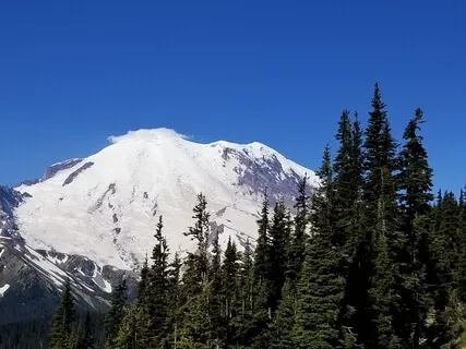 Breathing With Trees