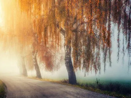 Music For Abundance - High Vibrational Harp