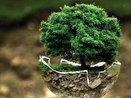 Tree Of Life Guided Practice 