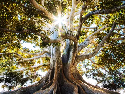 Tree Of Life Guided Meditation