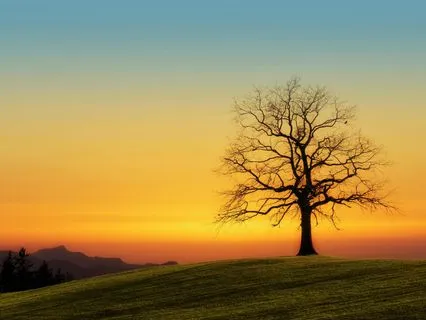 Tree Of Life Harmony: 963Hz Meditation