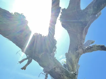 Tree Of Life Journey 