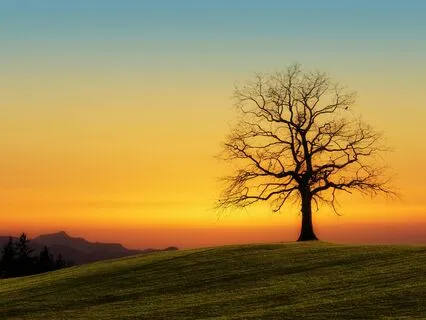 Tree Of Life: Long Soft Piano Music | Remastered Version