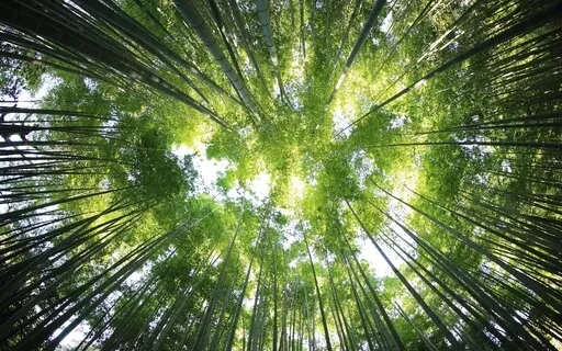 Tree Of Life Mantra Meditation - I Am Growing. I Am Healing