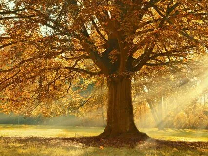 Tree Of Life Meditation For Deep Healing