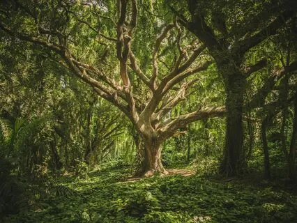 Tree Of Life Reiki Experience