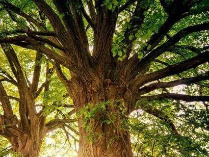 Tree Of Life Reiki Meditation