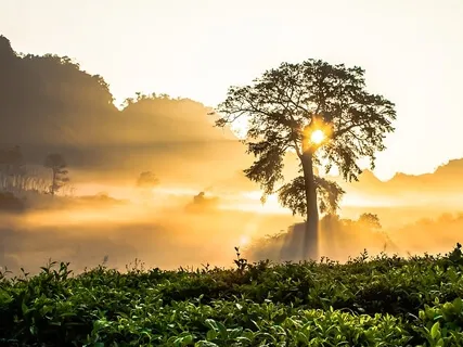 Tree Of Light (Base Chakra Activation)