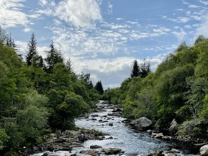 Tree of Light Meditation 15-Minutes