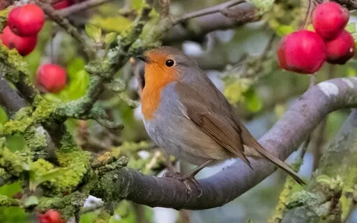 Tree Of Love - Acoustic Harp Featuring Sweet Birdsong