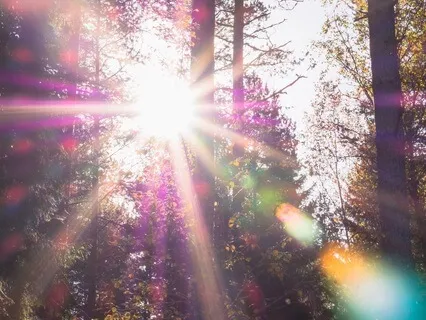 Tree Of Love Meditation