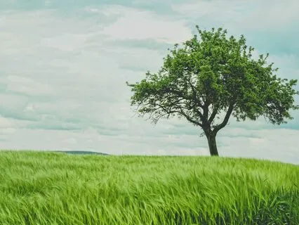 Tree Of Prosperity: Law Of Attraction For Monetary Success