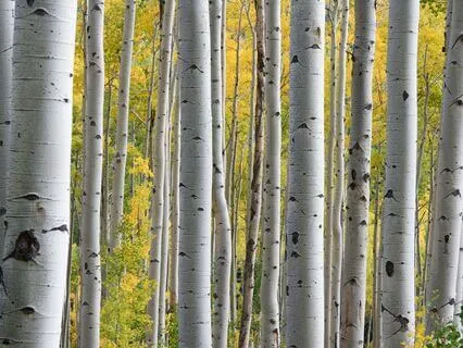 Tree of Silver - Nature Harp - A Heavenly Journey