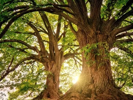 Tree Of Strength, A Guided Visualisation