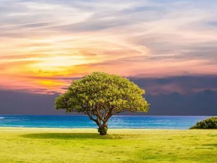 Tree Of Values Exercise - 2025