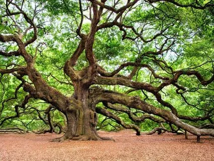 Tree Of Yoga Guided Imagery