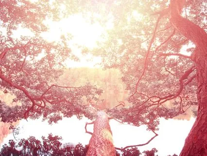 Tree Of You: Grounding Into Earth And Sky