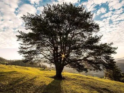 Tree On The Meadow Guitar Lullaby