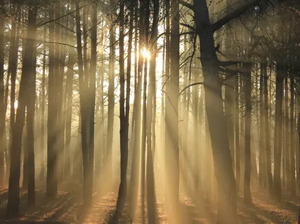Tree Self Meditation