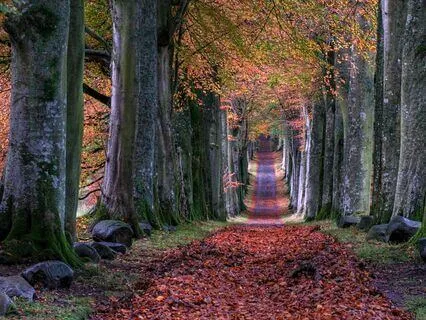 Finding Self With The Tree Song