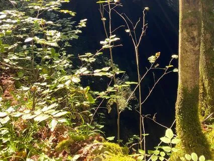 Relaxation - Take A Walk In The Forest