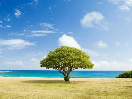 Tree Song - The Breath Of Life