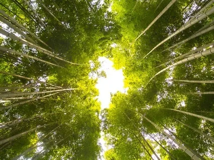 Tree Tone: Binaural Beats Therapy For Relaxation Ep.5