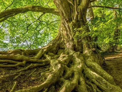 Tree Visualization - 10 Minutes