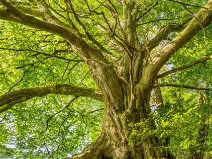 Tree Visualization - 20 Minutes