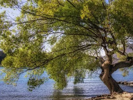 Tree Visualization for Resilience in Life's Storms