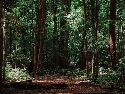 Tree Wisdom And Breath: Grounding In Nature’s Stillness