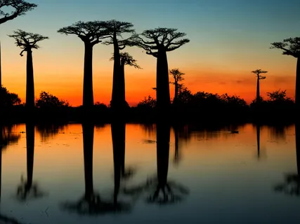 Treehouse By The Sea