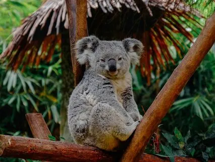 Treehouse Down Under: An Oceanside Sleep Story