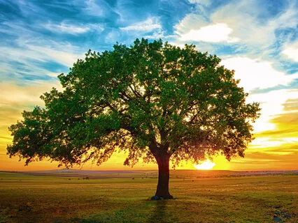 Trees Alone & Together