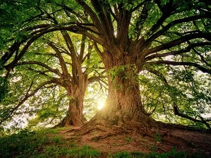 Spending Time With Trees - A Guided Meditation